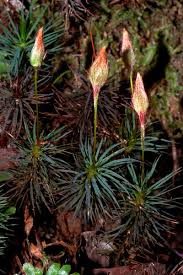 Image result for Ochna leptoclada