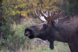 Image result for moose north west