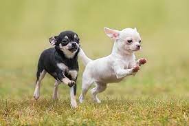 Find local chihuahua puppies for sale and dogs for adoption near you. Chihuahua Puppies For Sale Akc Puppyfinder