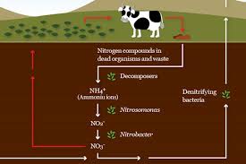 Figure 11 schematic representation of the biogeochemical cycle of nitrogen, indicating the approximate magnitude of fluxes and reservoirs schematic diagrams of the apparatus, designed in our lab at< y, are shown in fig. Nitrogen Cycle Microbes And The Outdoors Microbiology Society