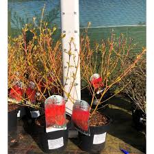 Cut back stems to within a few inches of the ground to encourage new shoots that will develop good twig color in winter. Cornus Sanguinea Midwinter Fire 3 Litre Bridgend Garden Centre