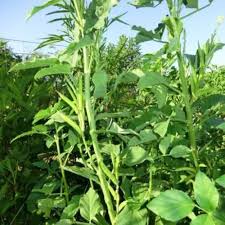 Image result for Cyamopsis tetragonoloba