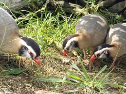 Arabian Partridge Alectoris Melanocephala