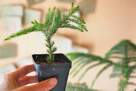 The practice known as book matching can achieve a mirror image of consecutively cut slabs. How To Grow Norfolk Island Pine Trees Gardener S Path
