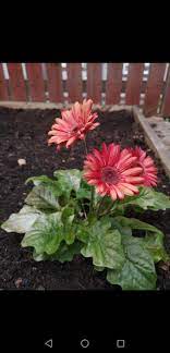 Help Gerbera Leaves Turning White And Dying Bbc Gardeners World Magazine