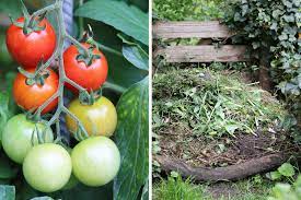 Nährstoffarm, weil dadurch die wurzeln aus nährstoffsuche gehen und sich üppig entwickeln. Tomaten Dungen Wie Oft Empfehlungen Fur Tomatendunger Tomaten De