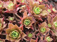 Aeonium Decorum Wikipedia La Enciclopedia Libre Suculentas Esquejes De Plantas Plantacion De Arboles