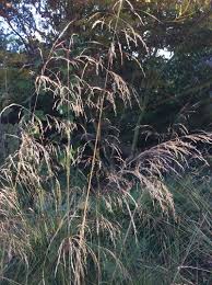 Image result for Deschampsia