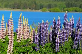 Great britain/united kingdom is one hour ahead of utc during summer. New Zealand In October Travel Tips Weather And More Kimkim