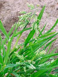 Image result for Poa