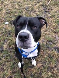 Contact animaux trop mignon on messenger. La Spca De Montreal Deborde D Animaux A Adopter Trop Cute Narcity