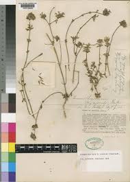 Image result for Leucas glabrata