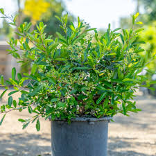 Image result for Pyracantha