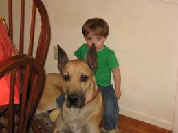 Great dane puppies for sale and dogs for adoption in florida, fl. Buy A Great Dane And Save Money Lol Hubpages