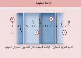 مستويات تركيب البروتين مؤسسة الياسر التعليمية Office Supplies Supplies Science