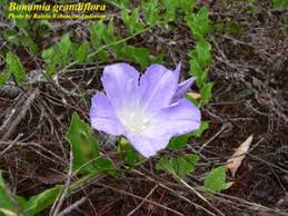 Image result for Bonamia