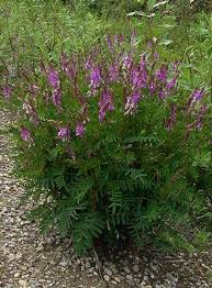 Image result for Hedysarum