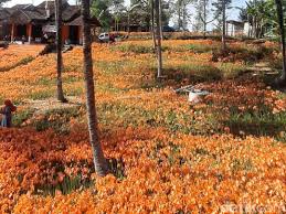 Tarif parkir di kebun bunga amarilis untuk kendaraan roda dua sebesar rp 2 ribu sedangkan roda empat rp 3 ribu. Kamu Sudah Lihat Cantiknya Kebun Bunga Amarilis