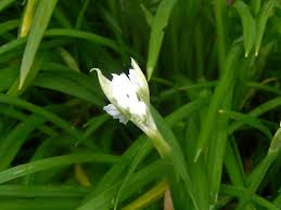 Types of white flowers uk. Three Cornered Leek Snowbell Allium Triquetrum