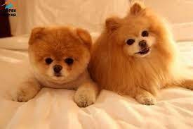 pomeranian cinsi kopek fiyatlari ile ilgili gorsel sonucu kopek sevimli kopek yavrulari sevimli hayvan yavrulari