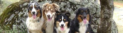 Are you trying to determine how much a puppy with breeding rights and papers would cost? Aussie Rescue Socal Australian Shepherd Rescue
