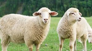 C'est dire que le surplus est colossal », explique l'éleveur dans une interview accordée à al bayane. Aid Al Adha 2019 Avs Certifie De Nouveau Des Moutons Halal