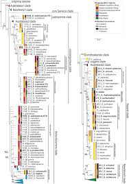 Image result for Senecio auriculatissimus