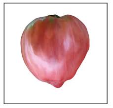 We did not find results for: Bull S Heart Tomato Plants For Sale Online Bull S Heart Indeterminate Russian Heirloom Oxheart Type Tomato Plants Piedmont Farm Garden