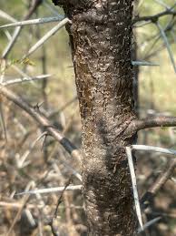 Image result for Acacia borleae