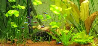 5 out of 5 stars. Aquarium Stocking Ideas Fish For Your Fishtank Aquarium Fish Plants Com