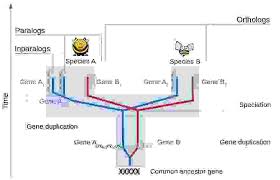 What Is Homology