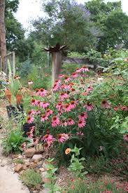 The university of texas at austin. Going Native Our Top 10 Native Plants For Houston