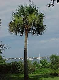 Sabal Palmetto Also Known As Cabbage Palm Cabbage Palmetto Swamp Cabbage And Sabal Palm It Is Found Through Palmetto Tree Palm Trees Cold Hardy Palm Trees