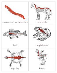 3 Worksheet Compare Contrast Vertebrates Invertebrates In 2020 With Images Classes Of Vertebrates Vertebrates