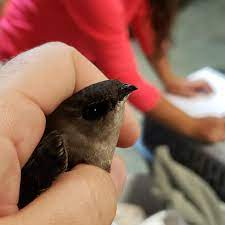 Hundreds of birds kill themselves crashing into nascar hall of fame. Hundreds Of Birds Crash Into Nascar Hall Of Fame Building In Charlotte