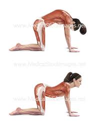 How to do cat and cow stretch for lower back pain and upper back pain. Cat And Cow Stretch Medical Stock Images Company