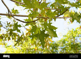 Image result for Brachychiton australis