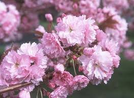 Nice enough to share a piece of the oregon coast with the rest of you. Prunus Flowering Cherry Plum And Apricot At Portland Nursery And Garden Center