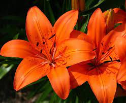tiger lillies by amy freeman orange lily flower lilly flower tiger lily flowers