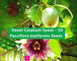 Image result for Pycreus macranthus