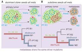 But if there are only a few cancer cells in a lymph node, it may look. Identical Driver Gene Mutations Found In Metastatic Cancers