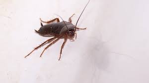 What attracts roaches to the home? Do Mothballs Get Rid Of Roaches Control Exterminating Company