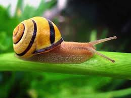 Some species live near warm tropical reeds, while others scavenge at the bottom of the sea. What Do Snails Eat Portland Preserve