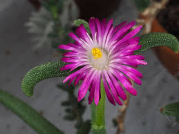 Image result for Aizoaceae