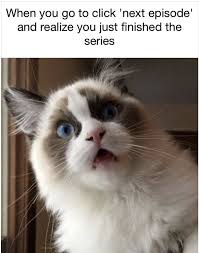 The Magic Of The Internet Funny Cats Funny Animals Cats