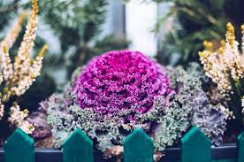 The small flowers last a long time, gradually plant bulbs with staggered bloom times, and you'll have a flower show from early spring into summer. 8 X Hardy Plants For Winter Fernhill Garden Centre