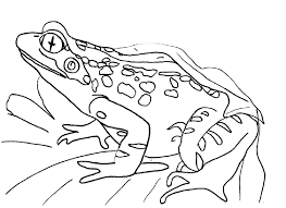 Dogs love to chew on bones, run and fetch balls, and find more time to play! Free Printable Frog Coloring Pages For Kids Coloring Home