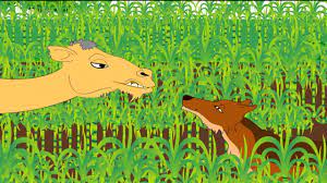 The camel agreed to do so since he wanted to take a revenge upon the jackal. Habits Camel And Jackal Story Youtube