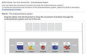 Maybe you would like to learn more about one of these? Bioflix Activity Tour Of An Animal Cell Endomembrane Chegg Com