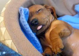 Pin Em Doxie Love